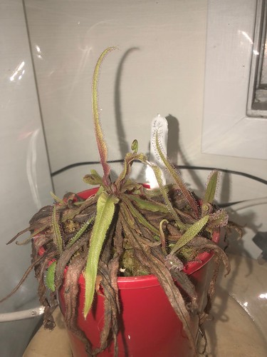 Drosera adelae recovering from a harsh winter - progress after 1 week under an Ikea Växer grow lamp