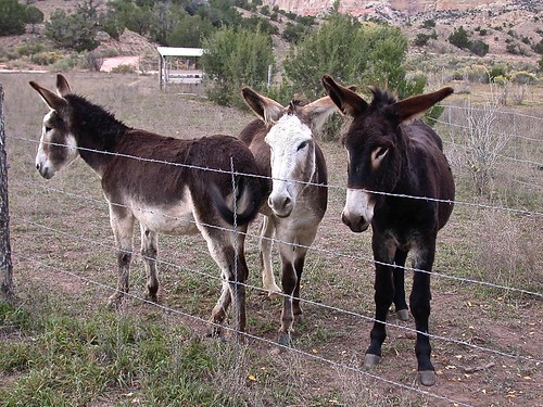 Donkeys, Ghost Ranch, NM