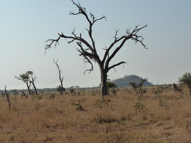 Dejamos Moremi y nos vamos a Savuti, (Parque Nacional de Chobe) - POR ZIMBABWE Y BOTSWANA, DE NOVATOS EN EL AFRICA AUSTRAL (28)