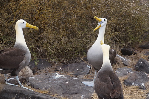 22-394 Galapagos Albatros