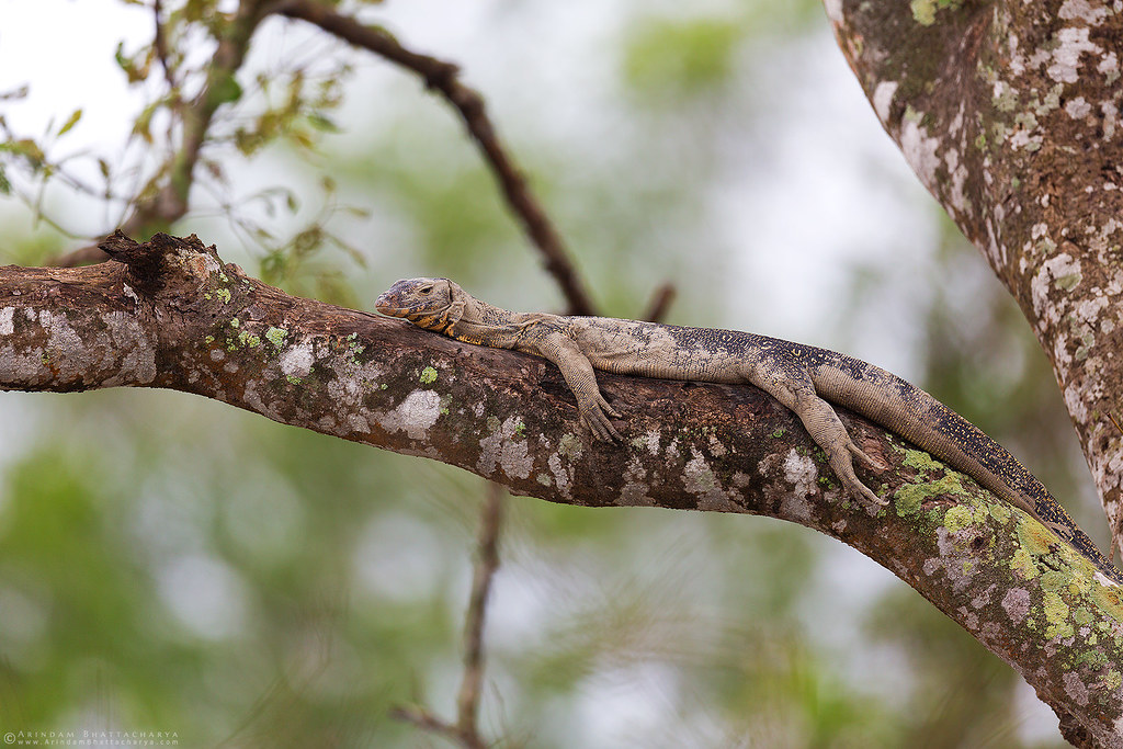 Bengal Monitor Lizard resting on the tree during the high tides in Sunderbans mangrove forest by Arindam Bhattacharya