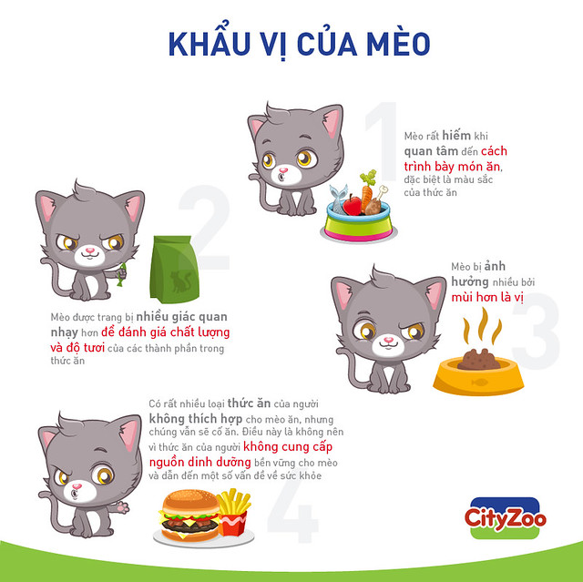 Tự Chế Biến Thức Ăn Cho Mèo Yêu Tại Nhà
