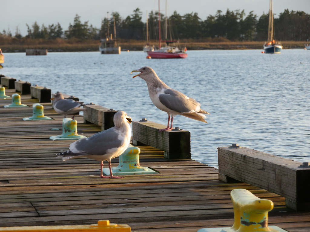 Gulls at the Comox Marina.