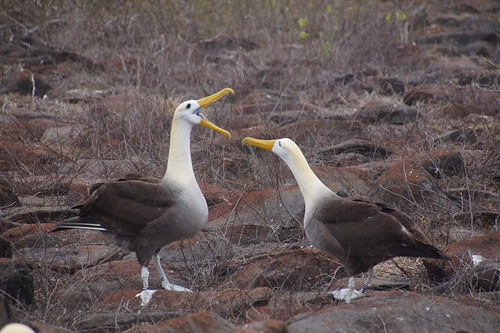 22-380 Galapagos Albatros