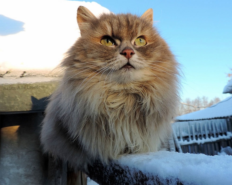 сибирские кошки в барнауле фото