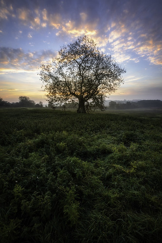 england castleacre castleacrepriory morning tree early sky sunrise history priory norfolk travel uk grass dew clouds color church photography wanderlust explore