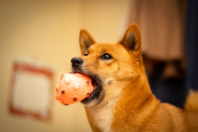 ボールで一人遊びする犬