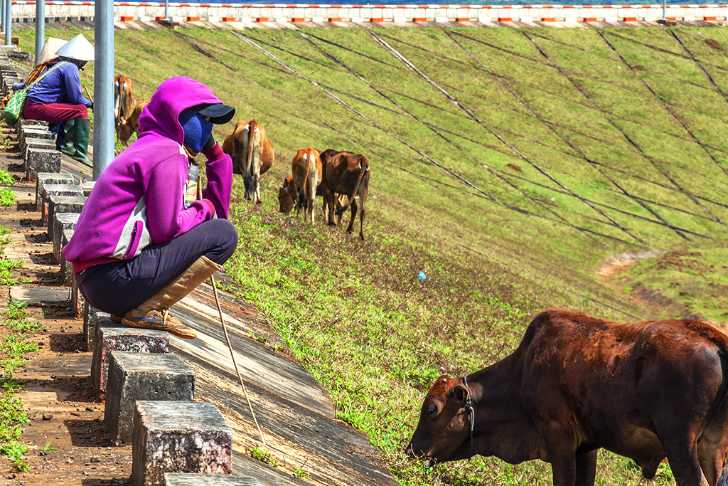 Rade woman with cows--Krong Buk 2