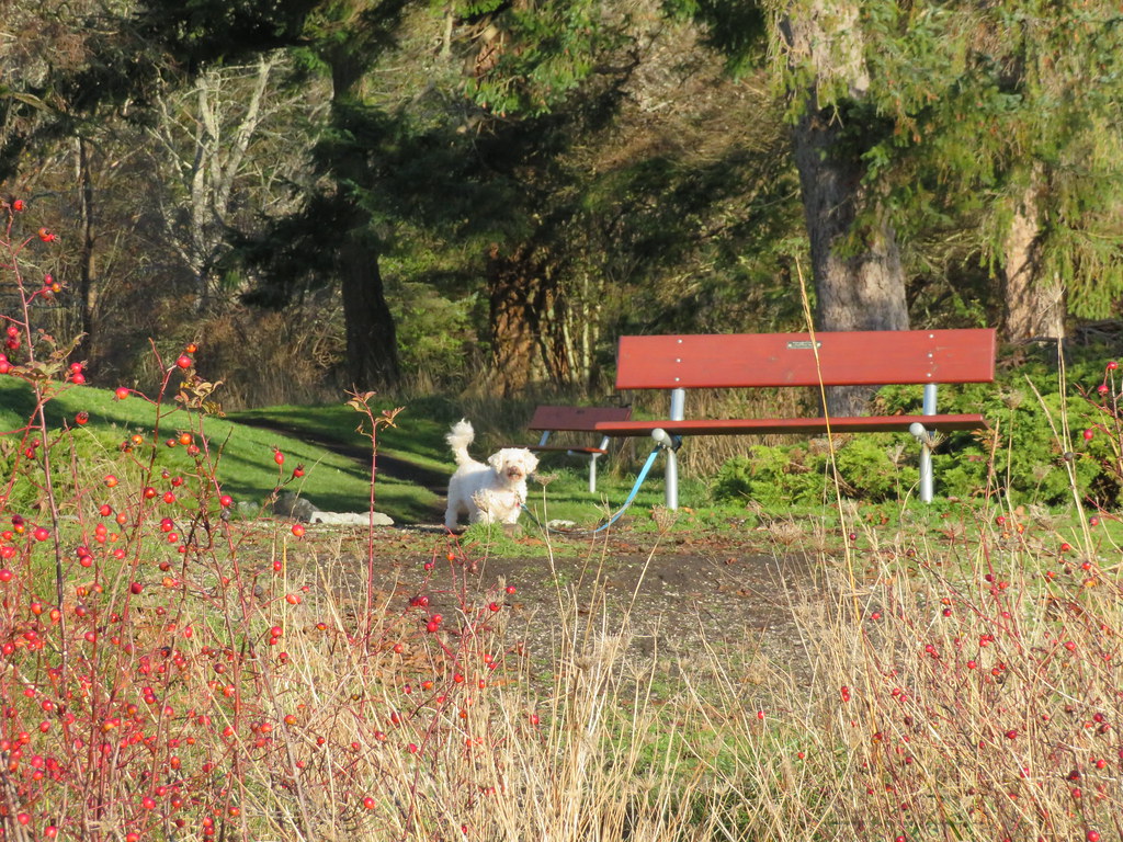 Grover  and I out for a walk in Mack Laing Park Comox.