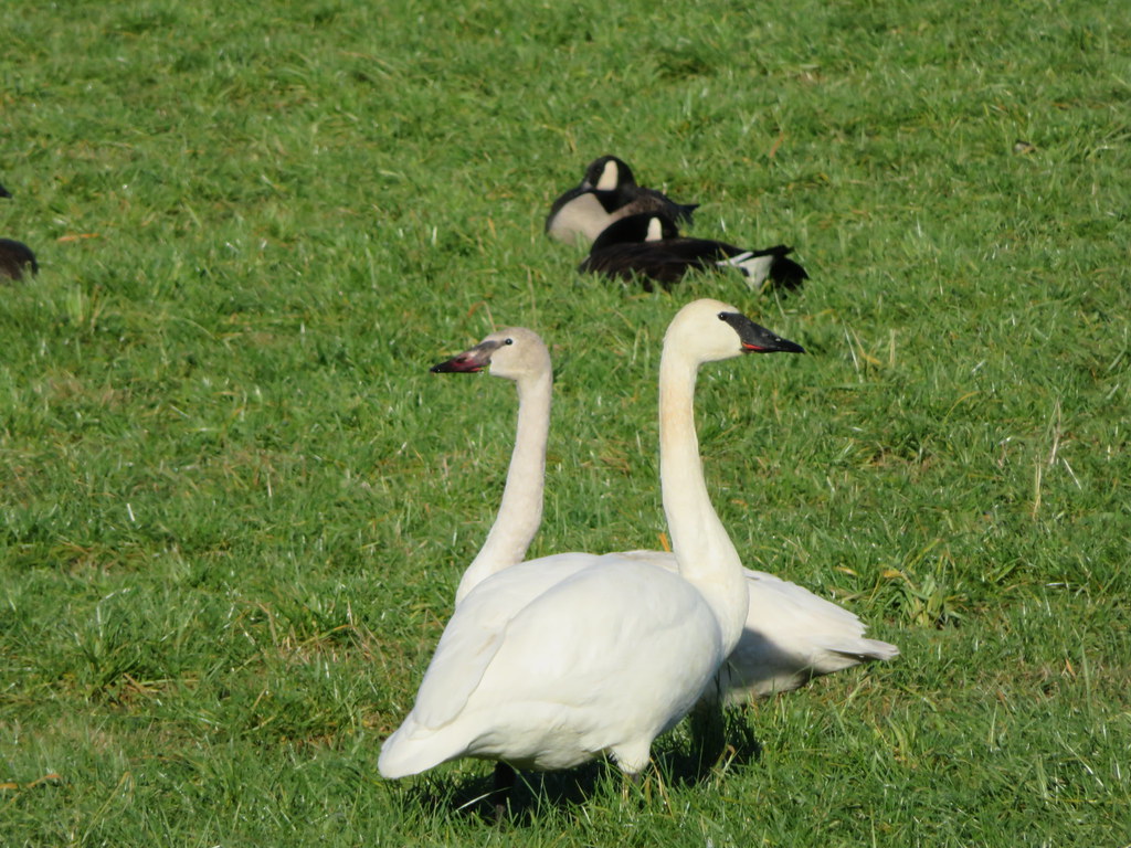Turmpeter Swans.
