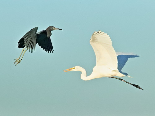 Little Blue Heron and Great Egret 20190118