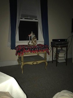 Buttercup my One Year Old Child is looking out the living room window - First Day Of Winter - Friday Dec 21, 2018