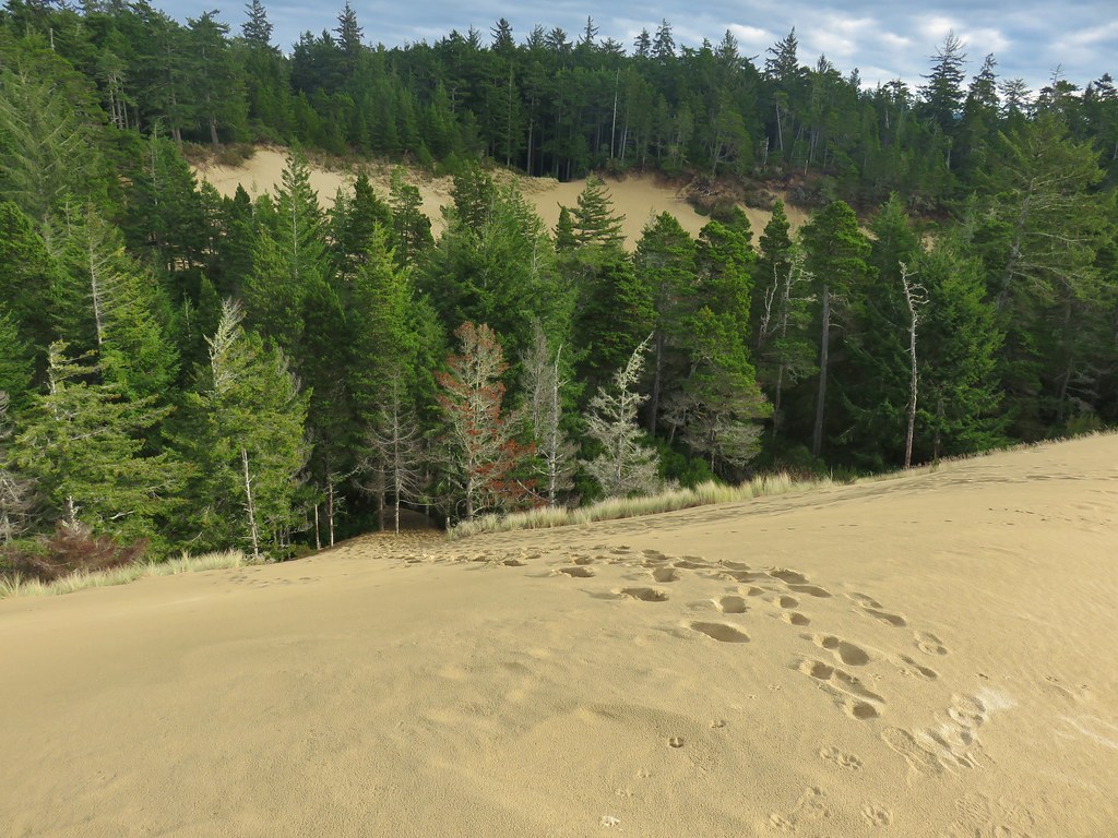 Path down the dune