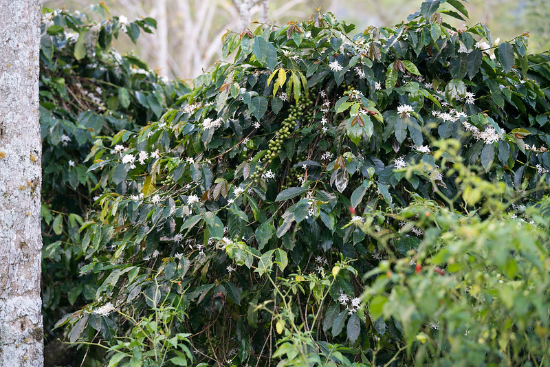 Coffee variety Timor Hybrid used to cross with Villa Sarchi to create Sarchimor.
