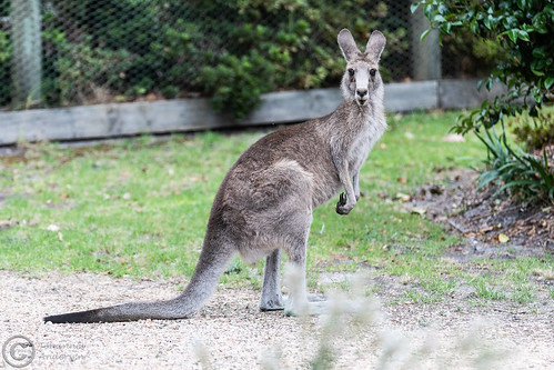 2018 australia kangaroo kenguru raymondisland