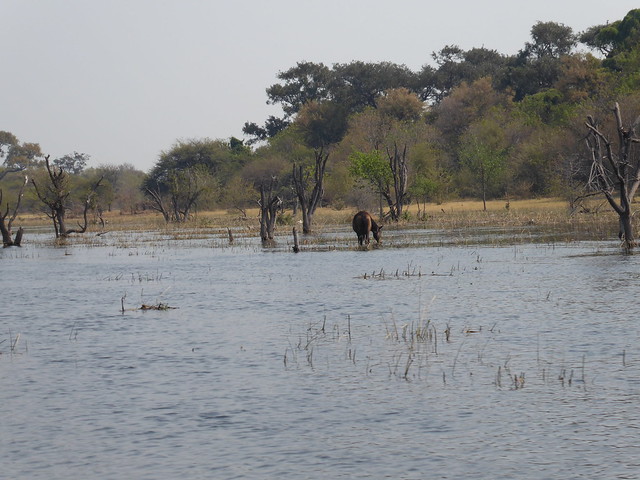 Traslado a Maun. Nos adentramos en el Delta del Okavango - POR ZIMBABWE Y BOTSWANA, DE NOVATOS EN EL AFRICA AUSTRAL (5)
