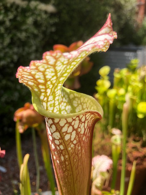 Sarracenia leucophylla spring pitcher; 2018-19 season