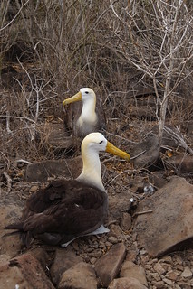 22-271 Galapagos Albatros