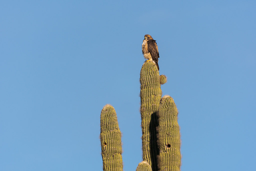 An environmental portrait of a red-tailed hawk looking out while perched on a saguaro on the Marcus Landslide Trail in McDowell Sonoran Preserve