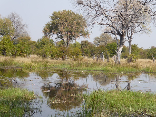 Vuelo sobre el Delta del Okavango. Llegamos a Moremi. - POR ZIMBABWE Y BOTSWANA, DE NOVATOS EN EL AFRICA AUSTRAL (27)