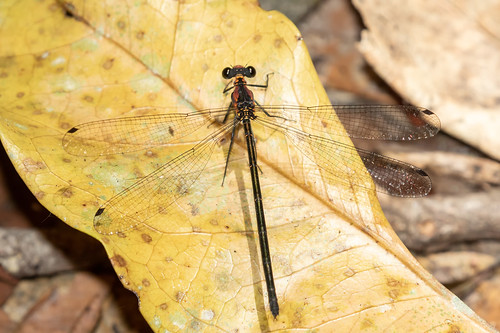 damselfly dragonfly flatwing tropical treehole