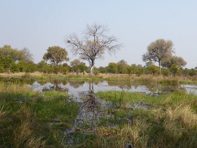 Vuelo sobre el Delta del Okavango. Llegamos a Moremi. - POR ZIMBABWE Y BOTSWANA, DE NOVATOS EN EL AFRICA AUSTRAL (26)