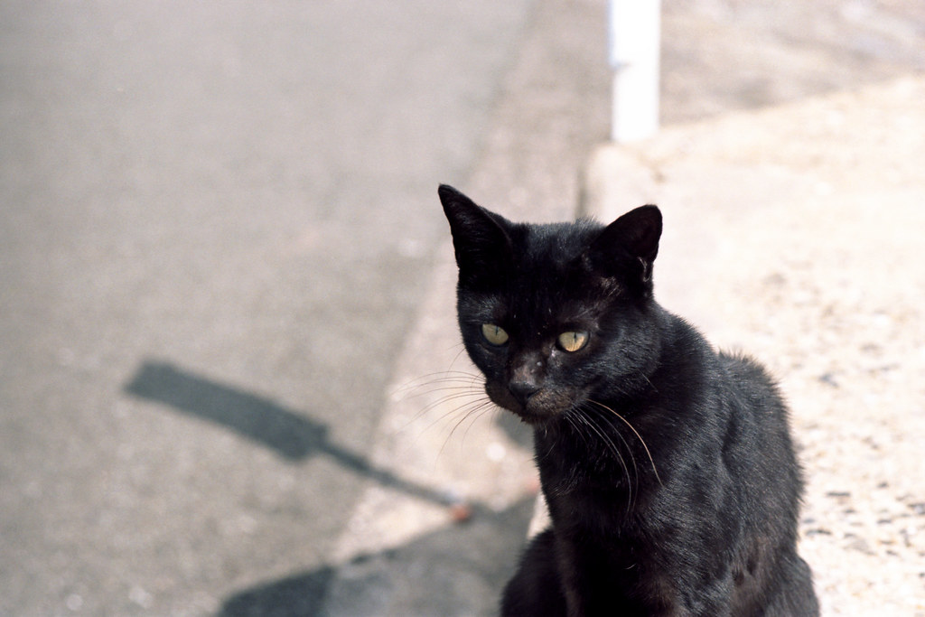 black cat is not the dark