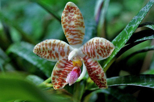 Phalaenopsis sumatrana (South Thailand) 44006733970_26951719c1