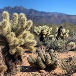 Four Peaks 🌵 by bartlewife