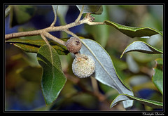 Chêne vert (Quercus ilex)