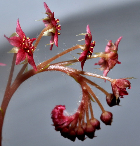 Drosera adelae flower (Triffid Park clone)