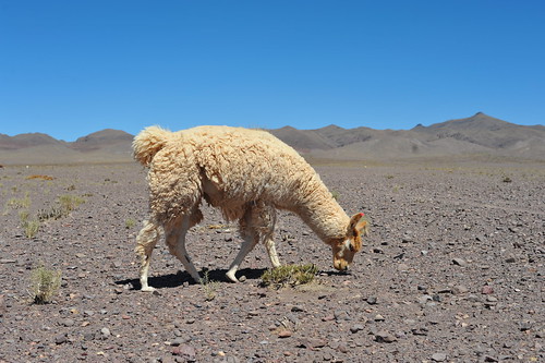 chile lama eating foraging desert dry rocky wool woolly valledelarcoíris