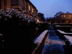 snow on the yew hedge