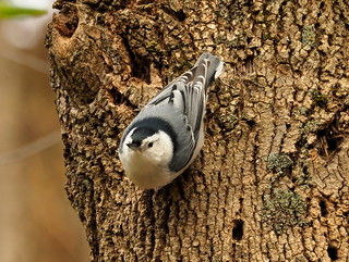 RRR White breasted nuthatch KMurphy