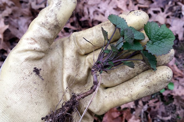 A gloved hand holding a garlic mustard seedling with a long root.