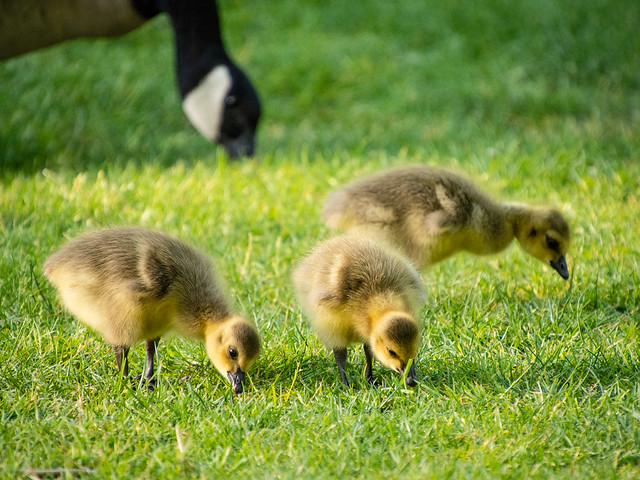 Canada geese goslings
