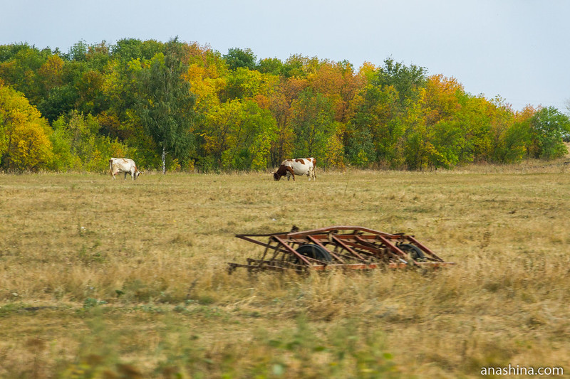 Коровы, Саратовская область