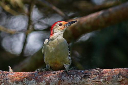backyard birds redbellied woodpecker bird canon 70d