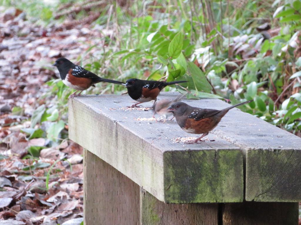 Spotted Towhee's