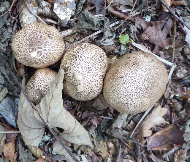 Fungi on Fishchowter's Lane
