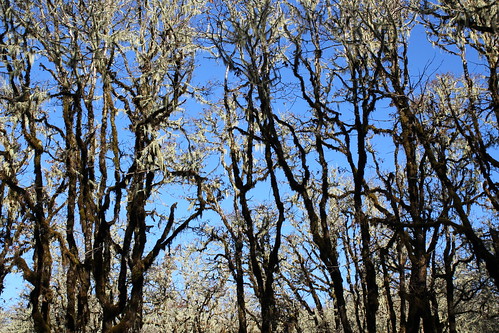 mildred kanipe park douglas county oregon oakland sutherlin hiking oaks roseburg