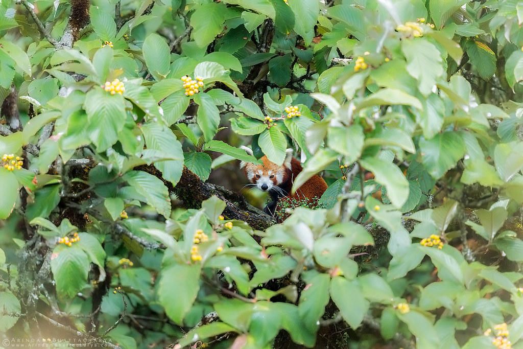 Endangered Red Panda or Ailurus fulgens in Singalila National Park, Himalaya
