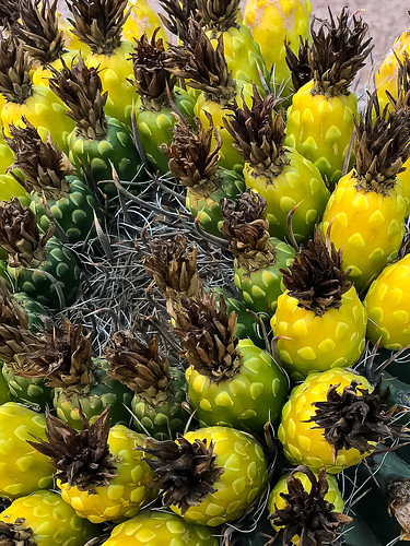 cactus desert fruit tucson arizona
