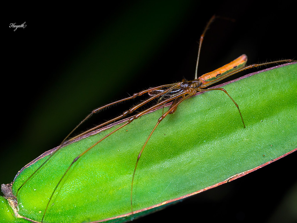 Long jawed spider, Tetragnathidae