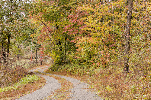 countryroads nikond7200 backroadphotography autumn autumncolors nature rosehillva leecountyva fallcolor