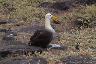 22-415 Galapagos Albatros