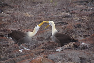 22-379 Galapagos Albatros