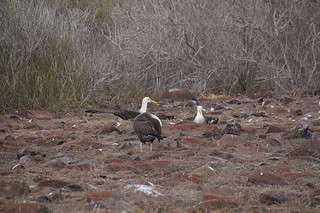 22-310 Galapagos Albatros