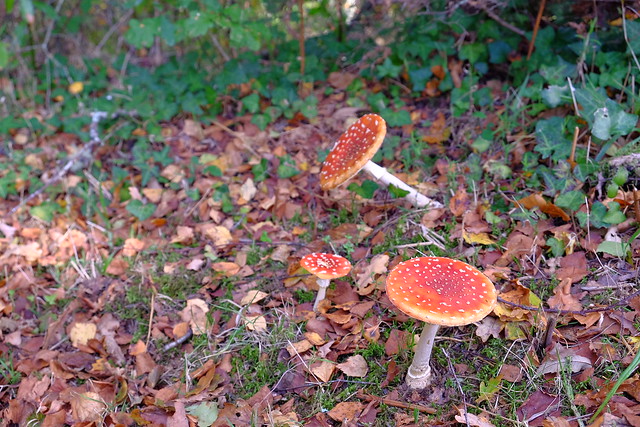 foto cogumelos