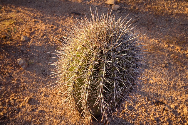 A Cacti Goodbye to Arizona // Saguaro National Park